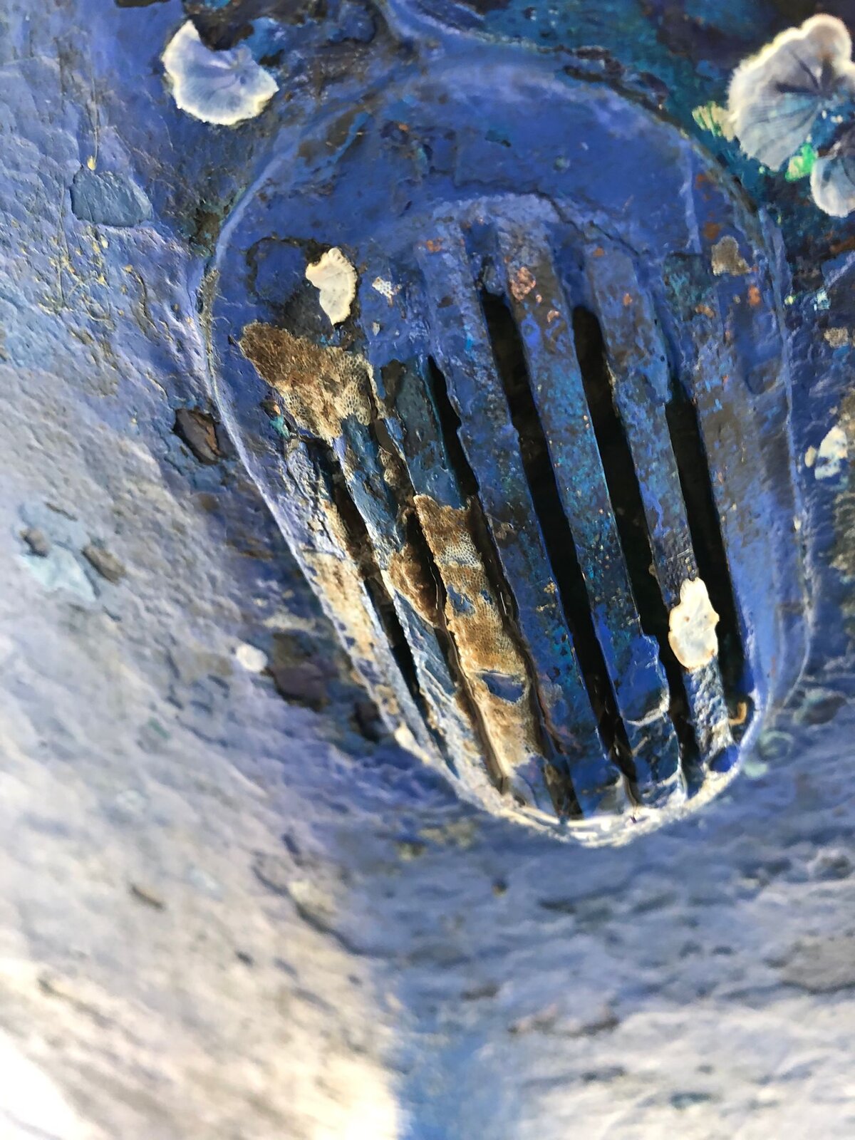 Komplett zugewachsenes Seewassergitter vor der Erneuerung